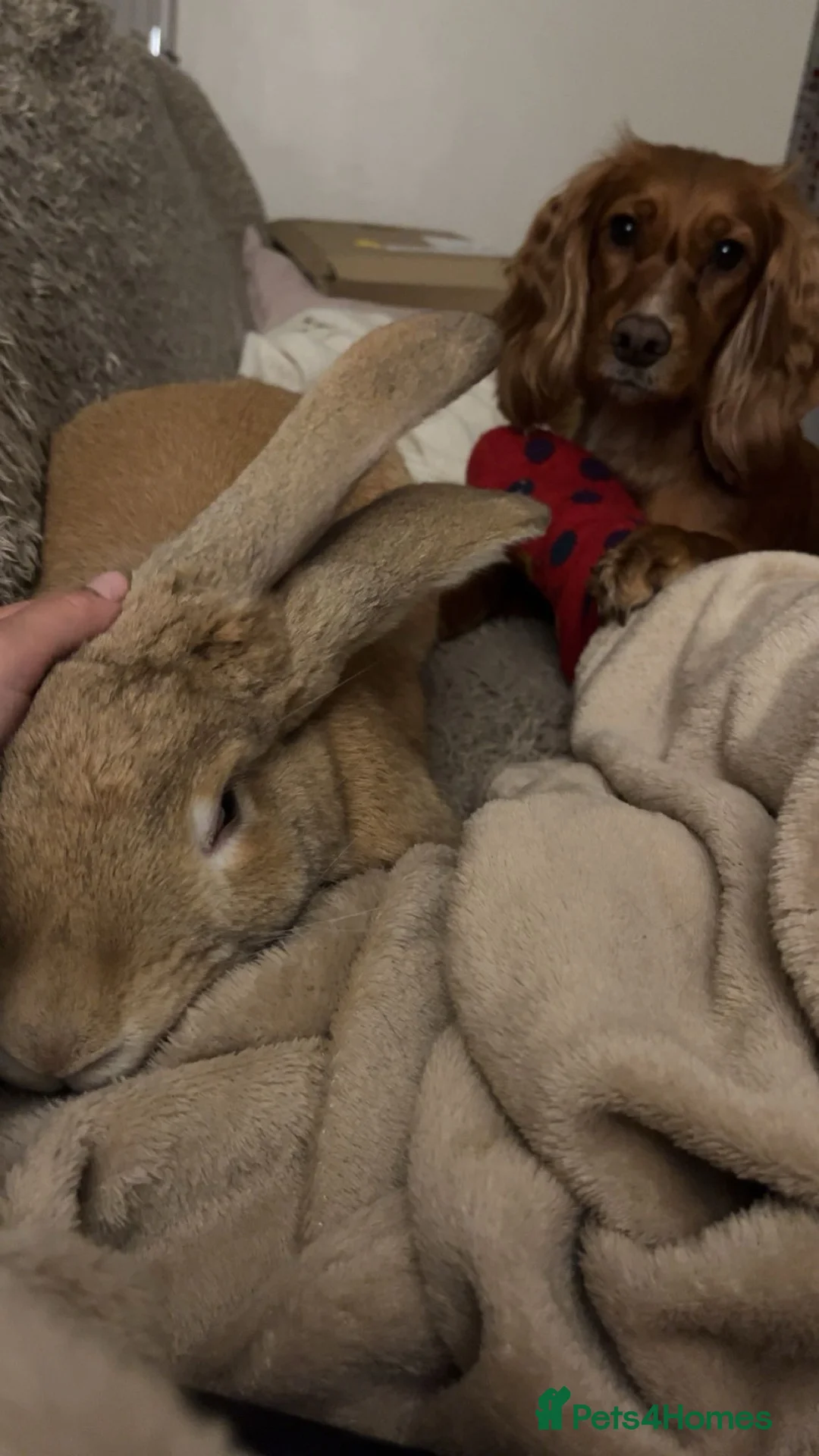 Continental Giant rabbits for sale: Conti giant **indoor home only in Farnham - Advert 1