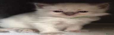 Ragdoll Kitten 1