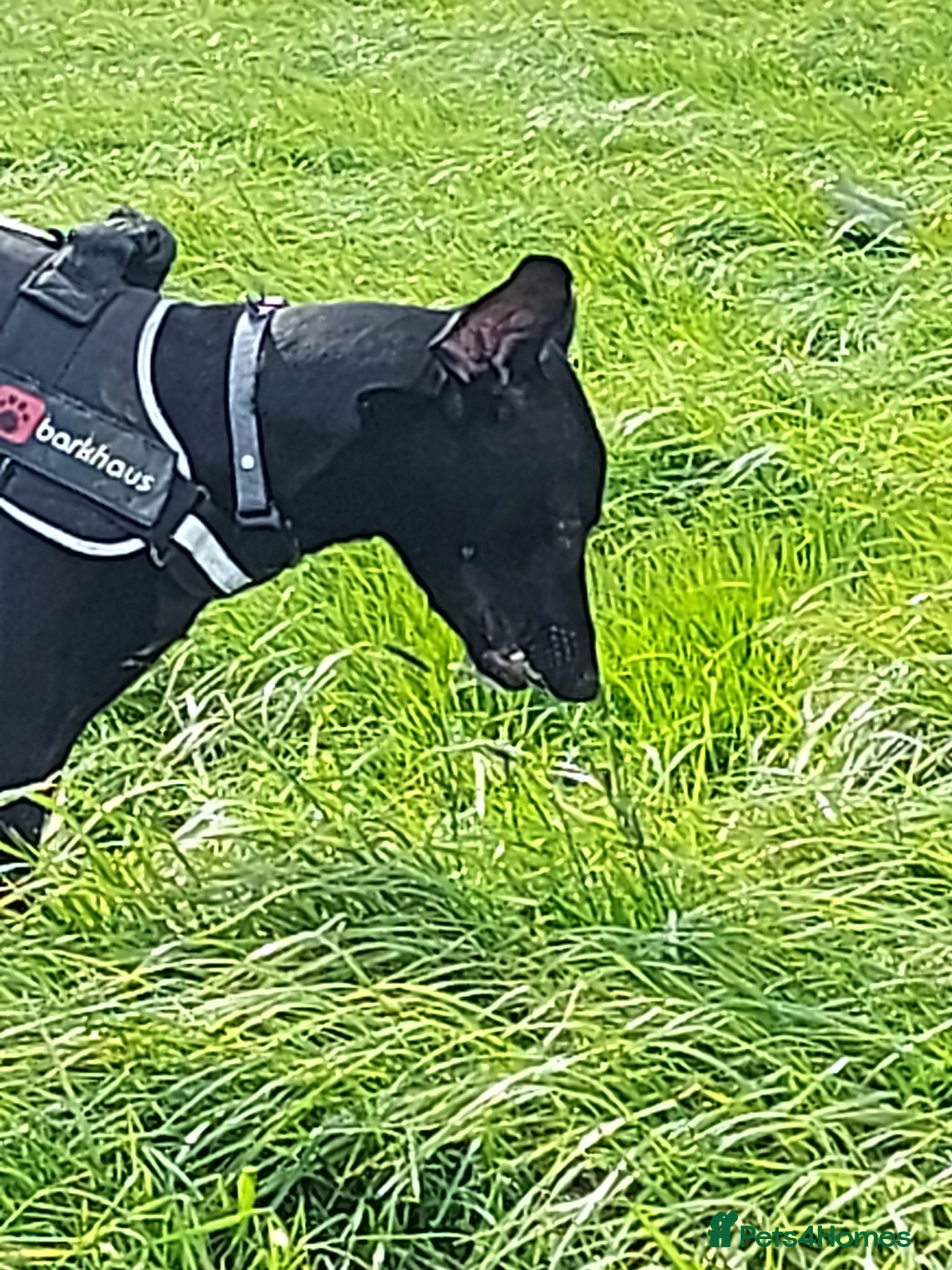 Mixed Breed dogs Lurcher x dobermann-dude - Advert 11