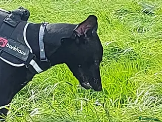 Mixed Breed dogs Lurcher x dobermann-dude - Advert 11
