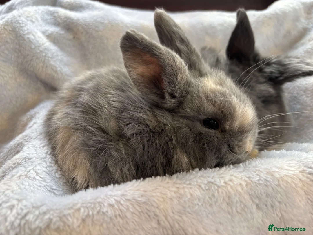 Mini Lop rabbits for sale: Male mini lops ready to reserve  - Advert 2