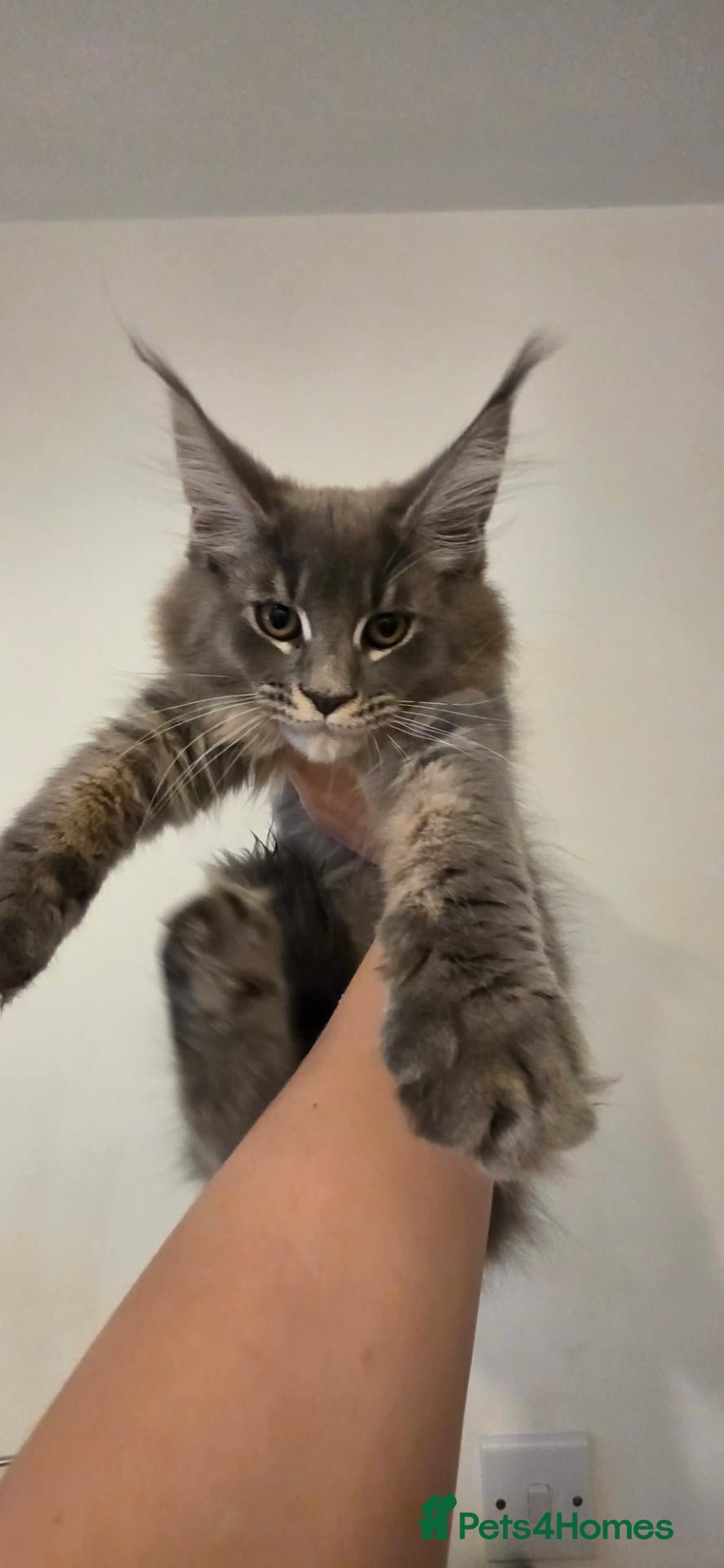 Maine Coon cats Registered Maine Coon Kittens.  - Advert 1