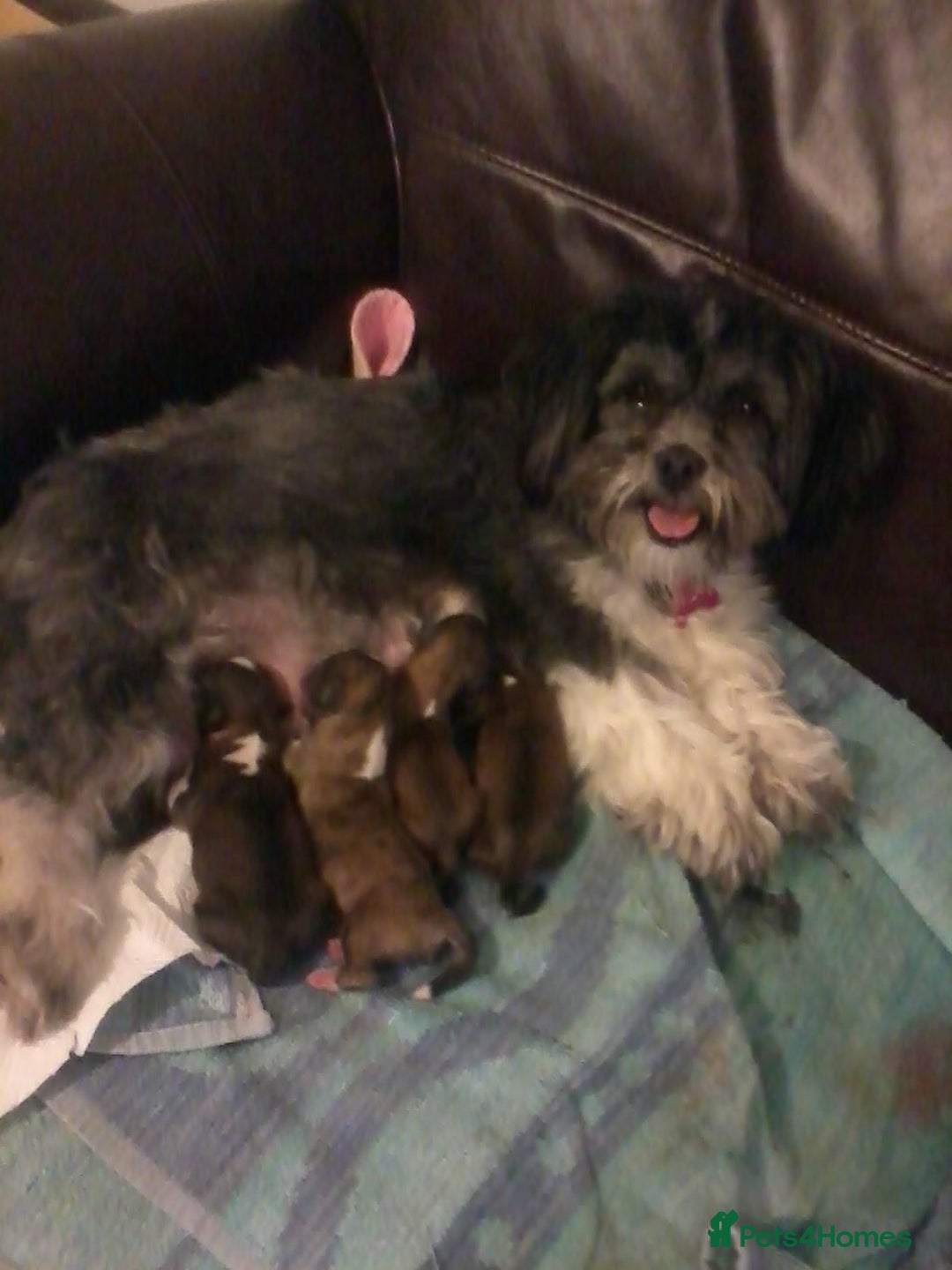 Lhasa Apso dogs for sale: 3rd generation Lhasa poo puppies  - Image 14