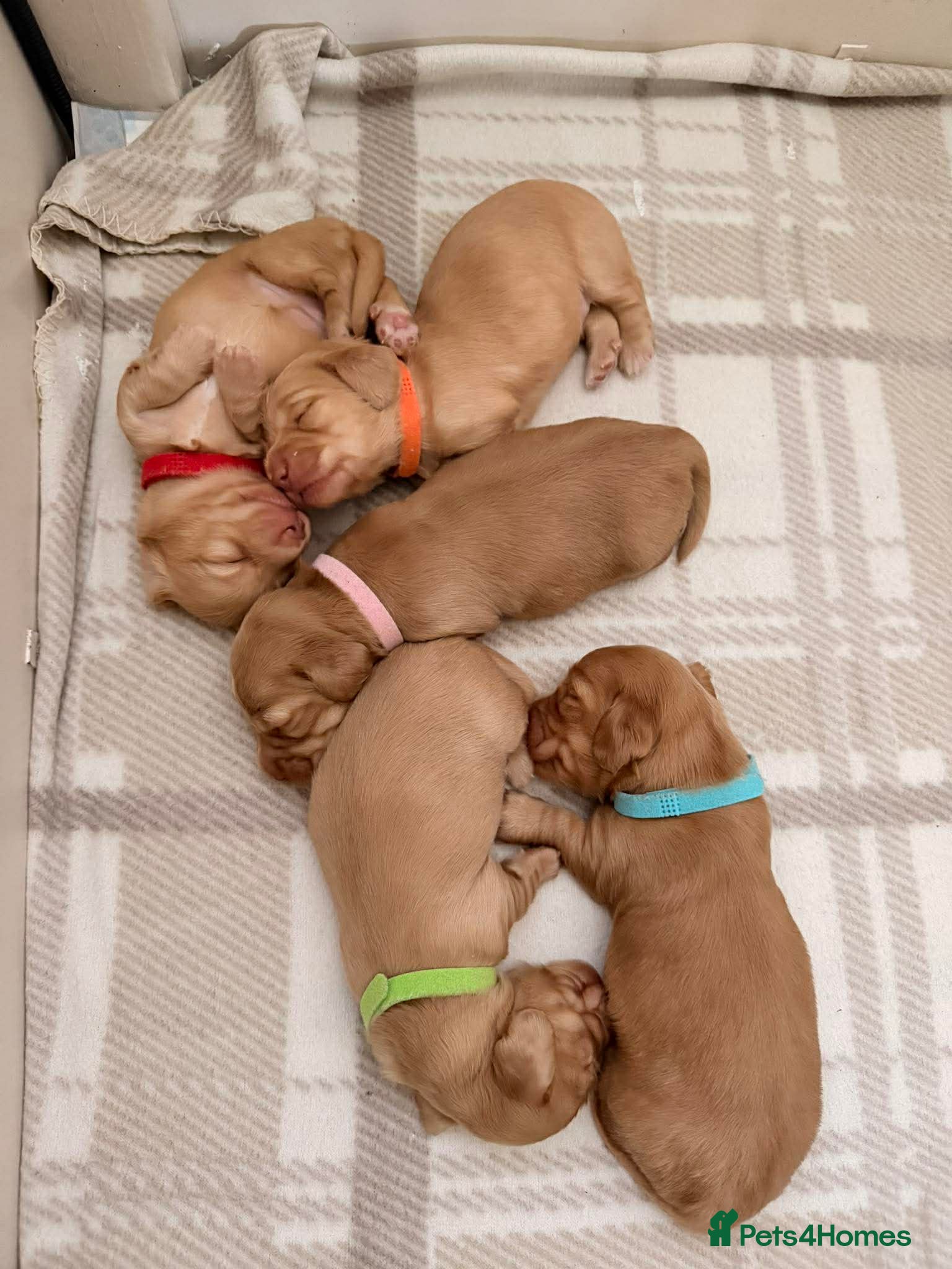 Miniature Dachshund dogs Cream Miniature Long-Haired Dachshunds - Advert 17