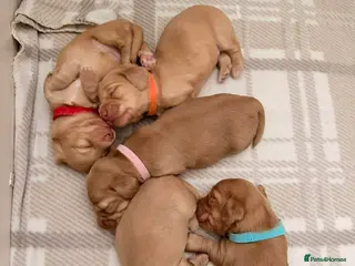 Miniature Dachshund dogs Cream Miniature Long-Haired Dachshunds - Advert 17