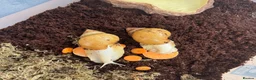 Snails invertebrates for sale: Two Albino Jadatzi Giant African Land Snails  - Advert 2