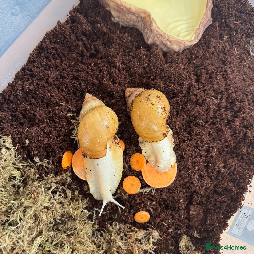 Snails invertebrates for sale: Two Albino Jadatzi Giant African Land Snails  - Advert 2
