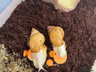 Snails invertebrates Two Albino Jadatzi Giant African Land Snails - Advert 2