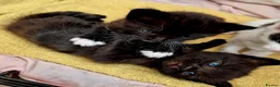 Mixed Breed cats for sale: Cute little kittens 😻😻😻 - Advert 9