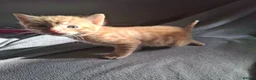 Domestic Shorthair cats for sale: Gorgeous ginger tabby and calico kittens - Advert 2