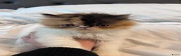Persian cats for sale: Beautiful Persian kittens - Advert 1