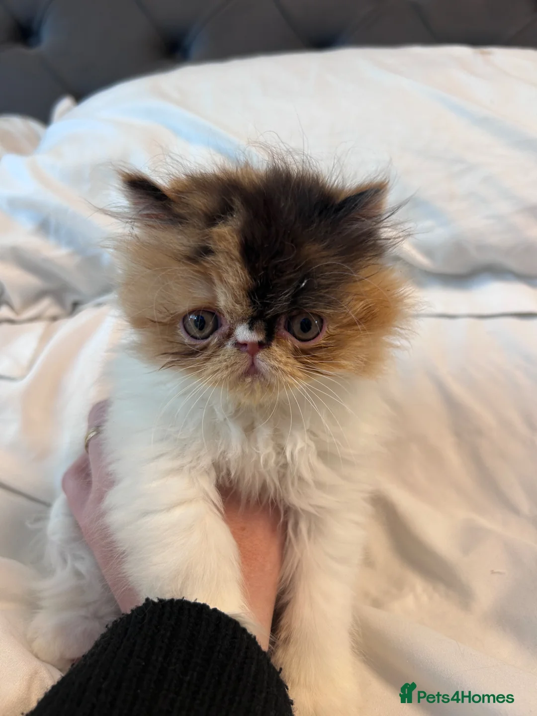 Persian cats for sale: Beautiful Persian kittens - Advert 1