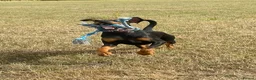 Dobermann dogs for stud: Stud available  - Advert 5