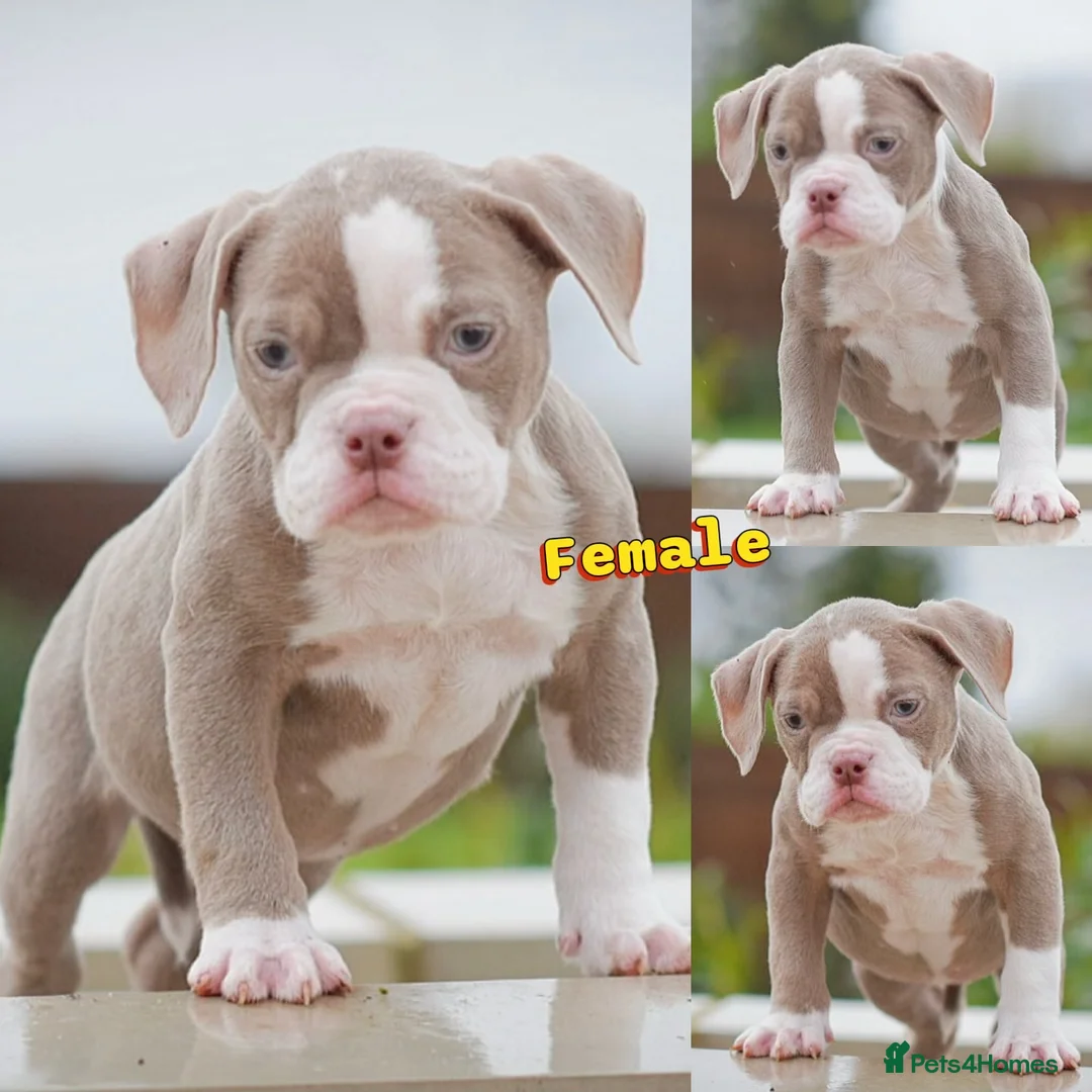 Olde English Bulldogge dogs for sale: 5⭐️COUNCIL APPROVED,LICENSED, 23 YEARS EXPERIENCE. - Advert 2