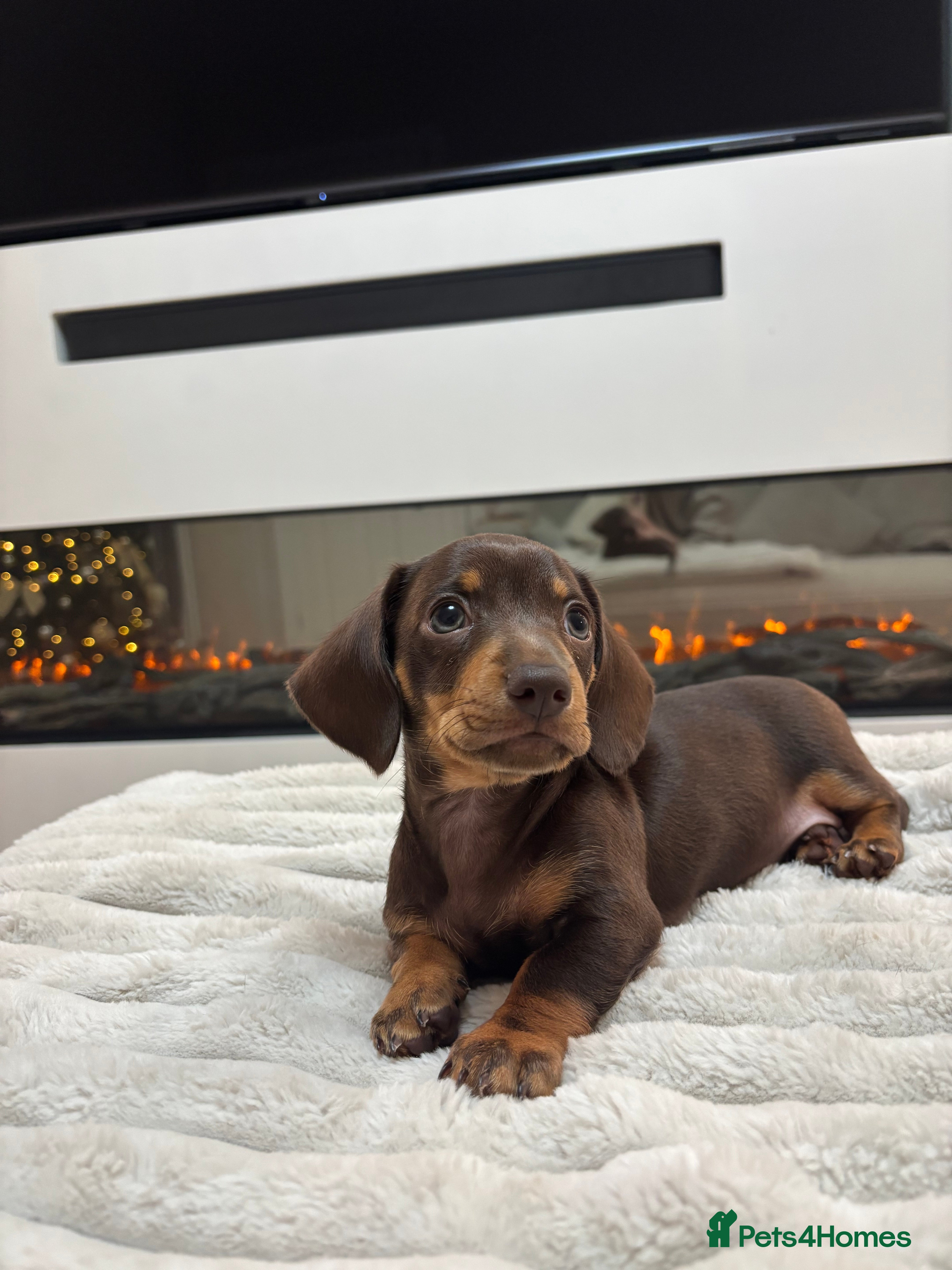 Miniature Dachshund dogs Miniature Dachshund Chocolate and Tan Girl - Advert 1