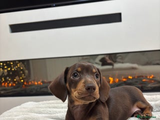 Miniature Dachshund dogs Miniature Dachshund Chocolate and Tan Girl - Advert 1