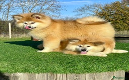 Japanese Akita Inu dogs for sale: 2 stunning longcoats - Advert 4