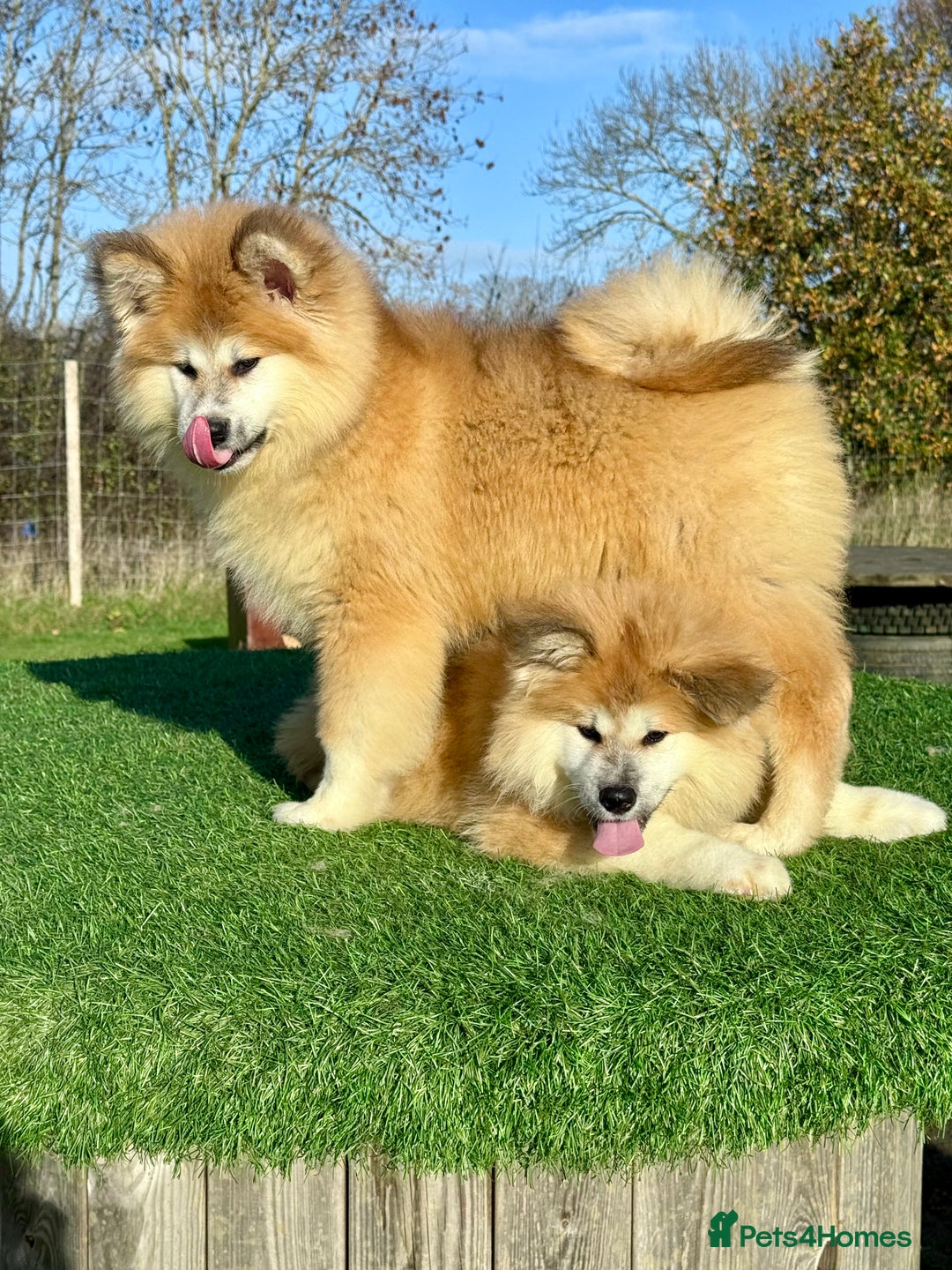 Japanese Akita Inu dogs for sale: 2 stunning longcoats - Advert 4