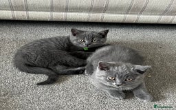 British Shorthair cats for sale: Blue British shorthairs 1 boy 2 girls ready now!! - Image 9