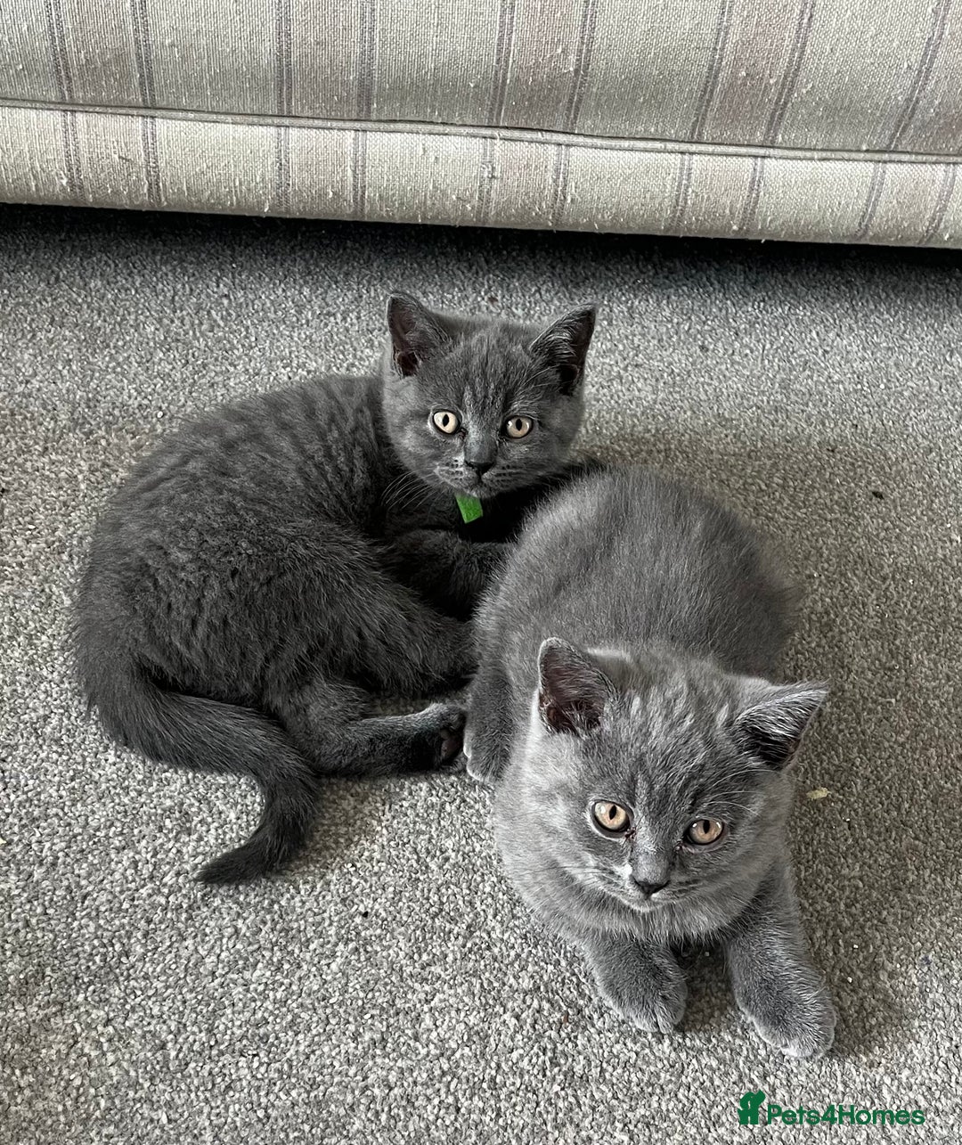 British Shorthair cats for sale: Blue British shorthairs 1 boy 2 girls ready now!! - Image 9
