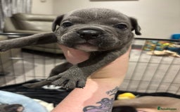 Mixed Breed dogs for sale: canó corso cross british bulldog puppy’s  - Image 8