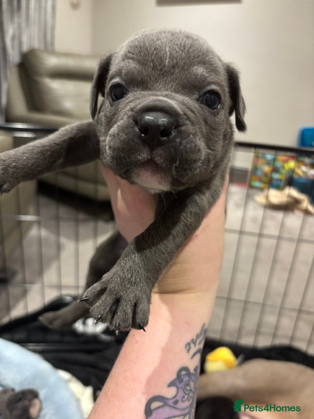 Mixed Breed dogs for sale: canó corso cross british bulldog puppy’s  - Image 8