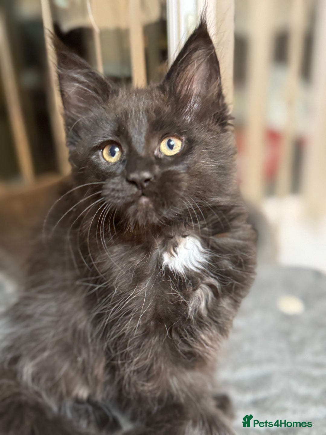 Maine Coon cats for sale: Adorable pure breed Maine coon Kittens’s for sale - Advert 34