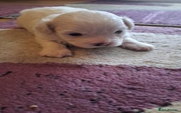 Bichon Frise dogs for sale: 4beautiful Bichon Frise puppies (3boys and 1 girl) - Image 16