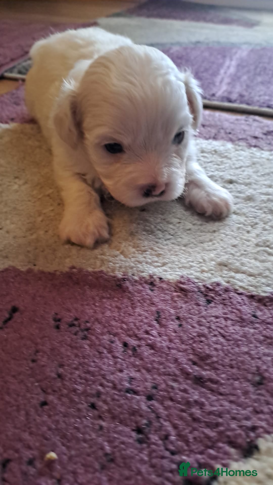Bichon Frise dogs for sale: 4beautiful Bichon Frise puppies (3boys and 1 girl) - Image 16