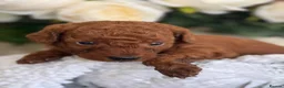 Toy Poodle dogs for sale: Toy Poodle  - Advert 3