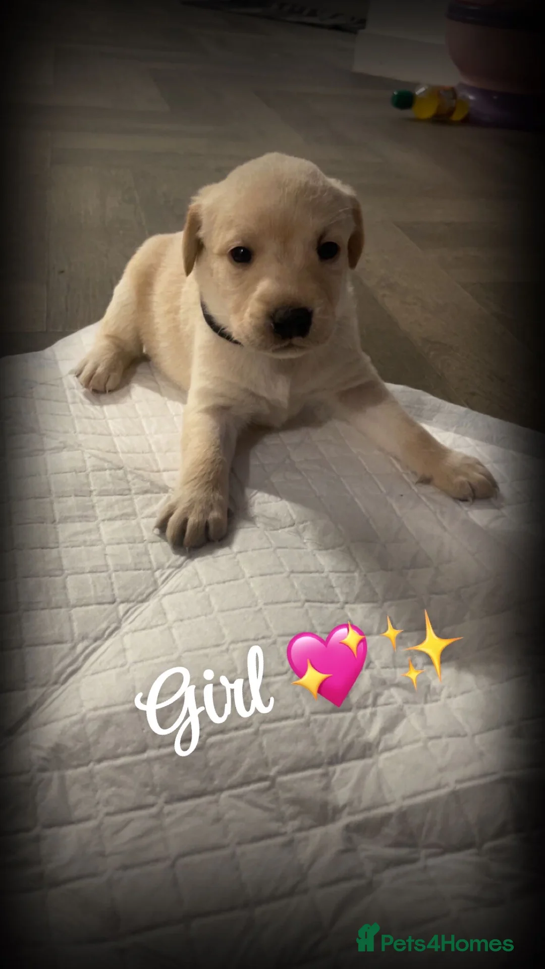 Labrador Retriever dogs for sale: Stunning lab pups - Advert 21