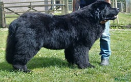 Newfoundland dogs for sale: Newfoundland X - Image 5