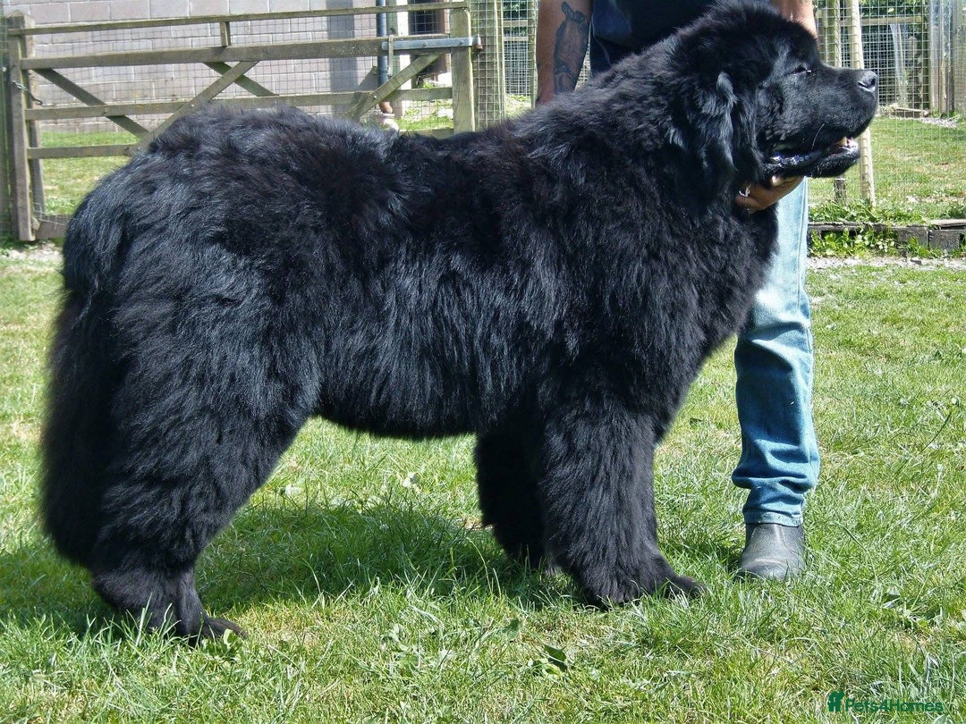 Newfoundland dogs for sale: Newfoundland X - Image 5