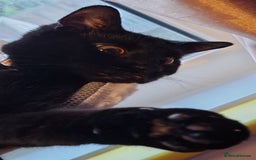 British Shorthair cats for sale: *Urgent* Black cat looking for a home - Image 3