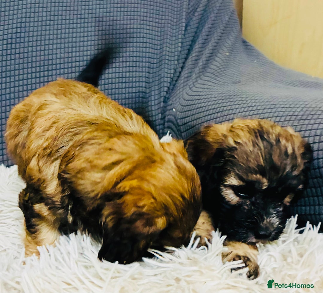 Mixed Breed dogs for sale: 6 Stunning Cock-a-chon puppies  - Advert 10