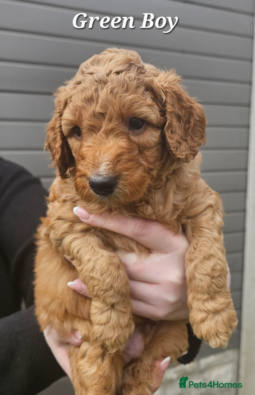 Cockapoo dogs for sale: F2 Cockapoo's  - Advert 15
