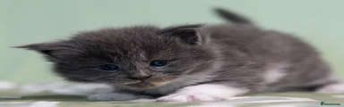 Maine Coon 1