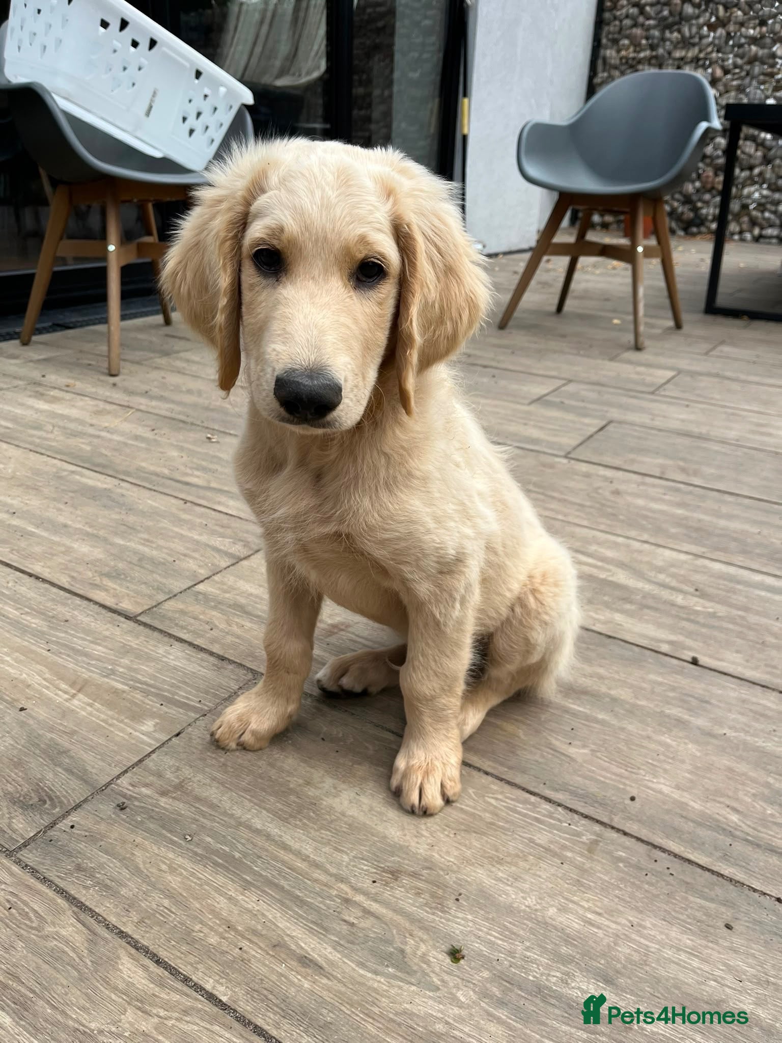 Goldendoodle dogs LAST TWO! Golden doodle pups available NOW - Advert 2