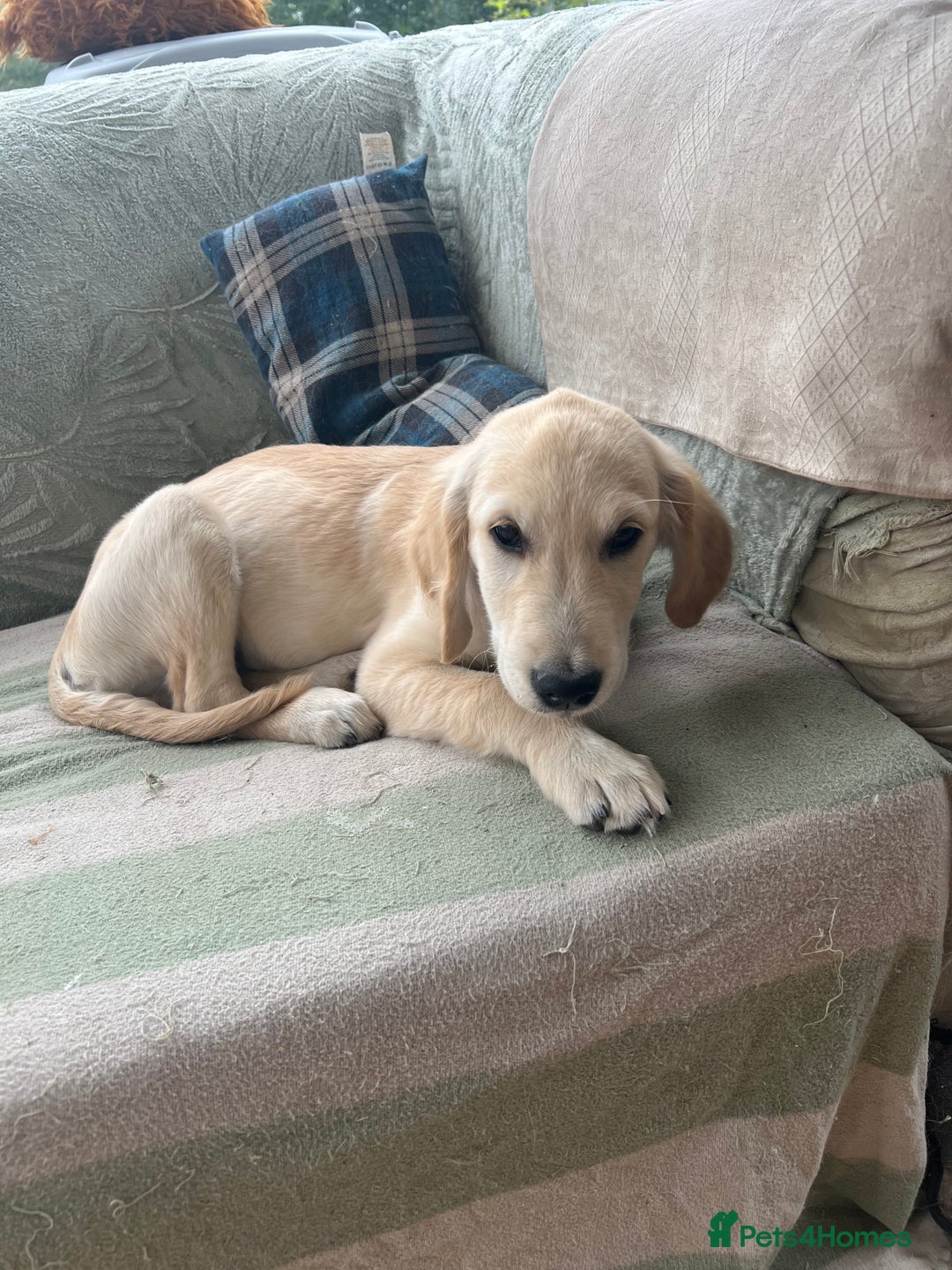 Golden Retriever dogs for sale: Male Golden Retriever puppy - Image 1