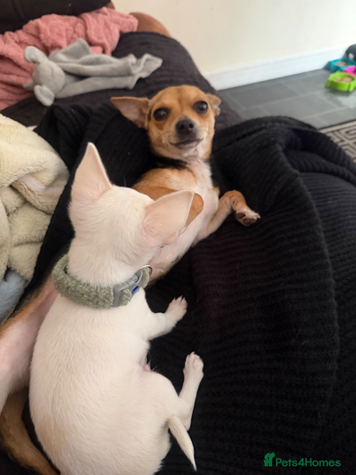 Jack Chi dogs Daisy - Advert 12