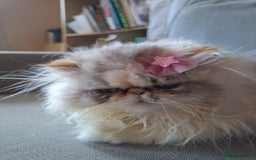 Persian cats for sale: Lovely Persian kitten  - Image 4