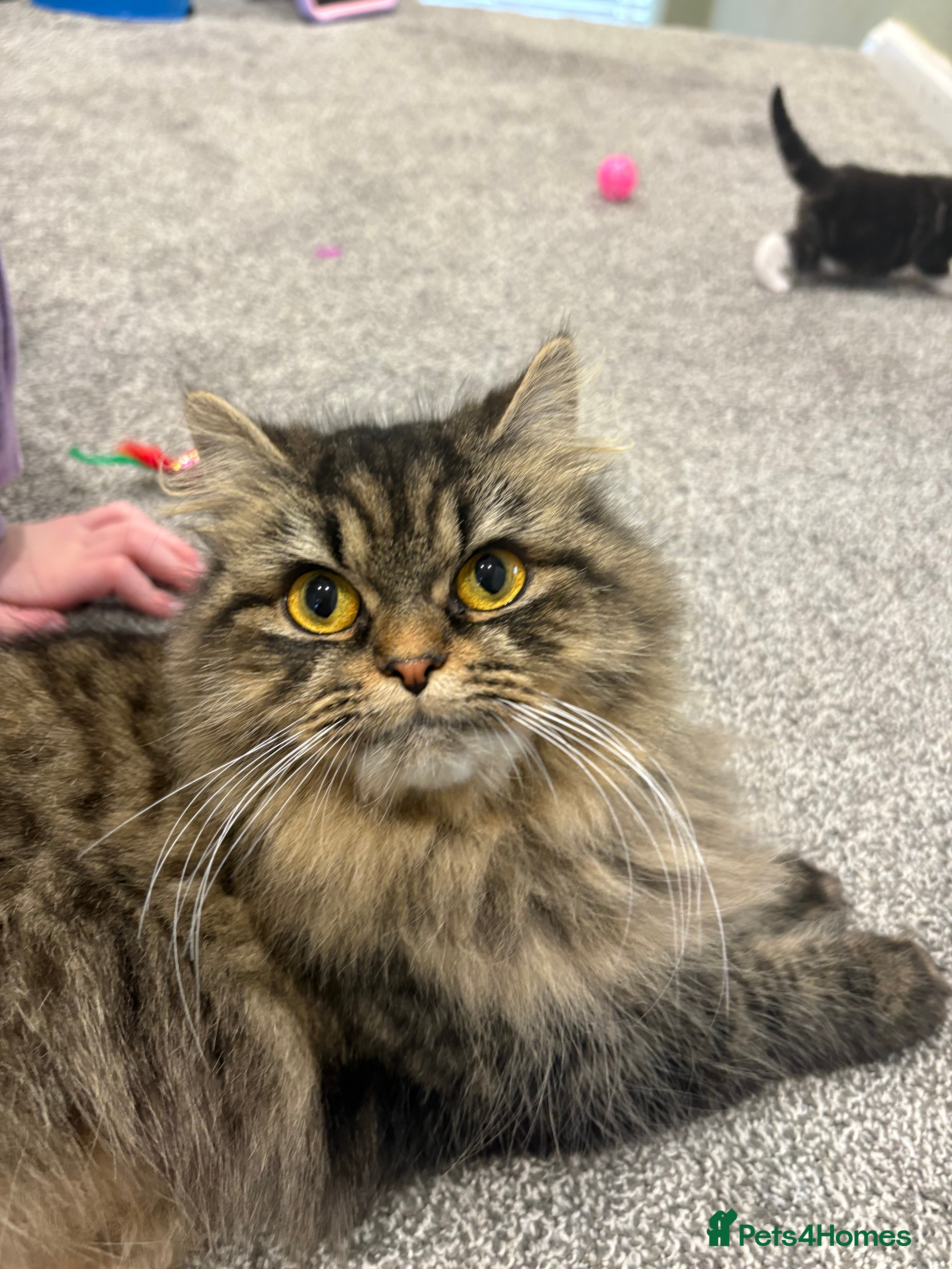 Mixed Breed cats 1/2 Persian kittens  - Advert 2