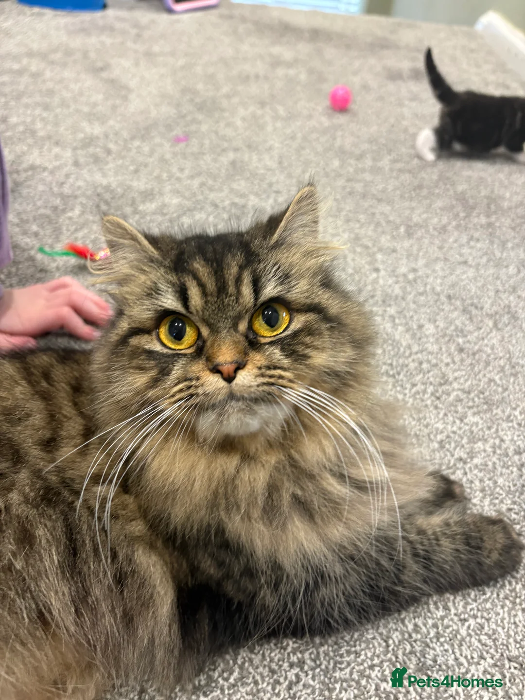 Mixed Breed cats for sale: 1/2 Persian kittens  - Advert 1