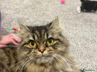 Mixed Breed cats 1/2 Persian kittens - Advert 2