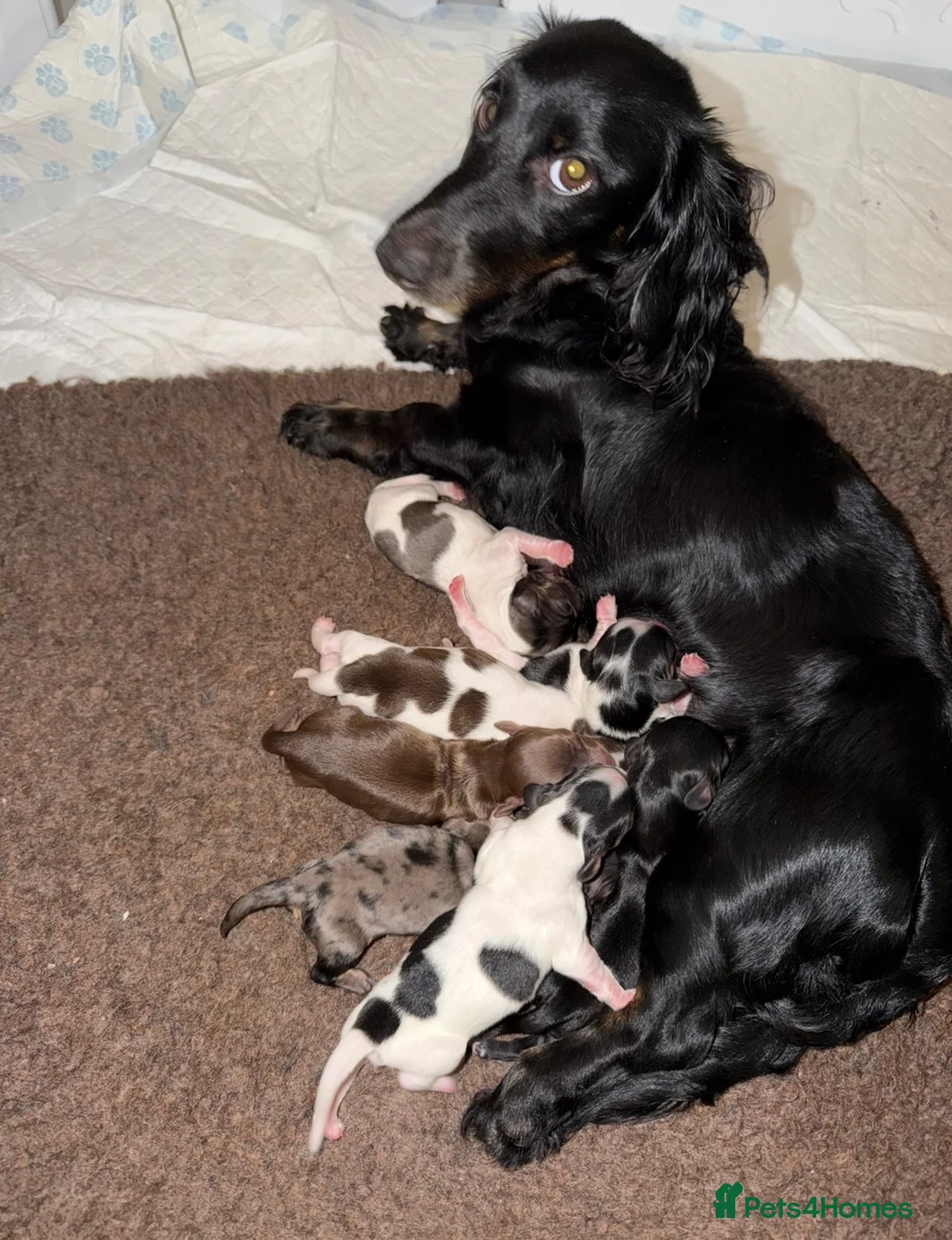 Miniature Dachshund dogs for sale: KC short haired and long haired puppies  - Advert 36