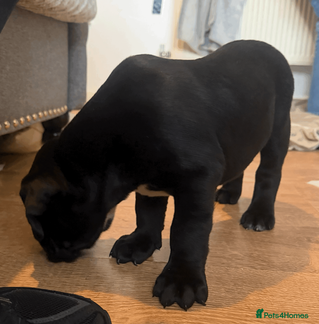 Presa Canario dogs for sale: 1 Male and 1 Female Quality Presa Canario Puppies in Solihull - Advert 14