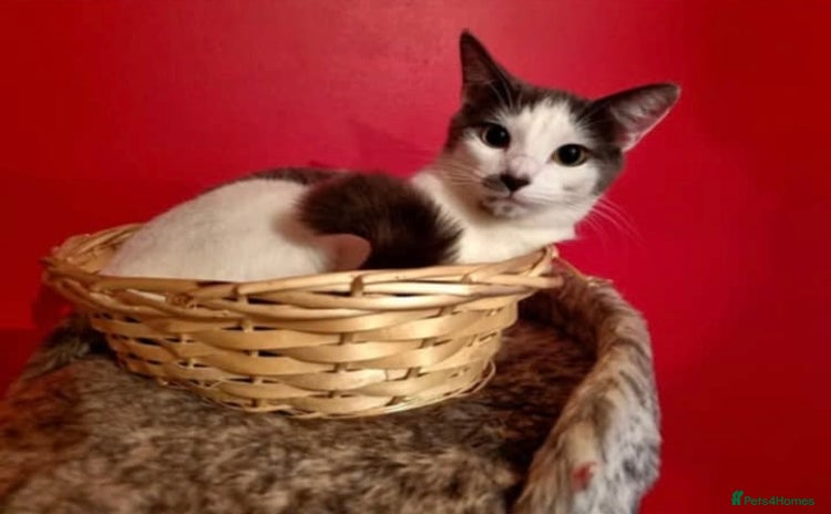 Mixed Breed cats - Advert 5