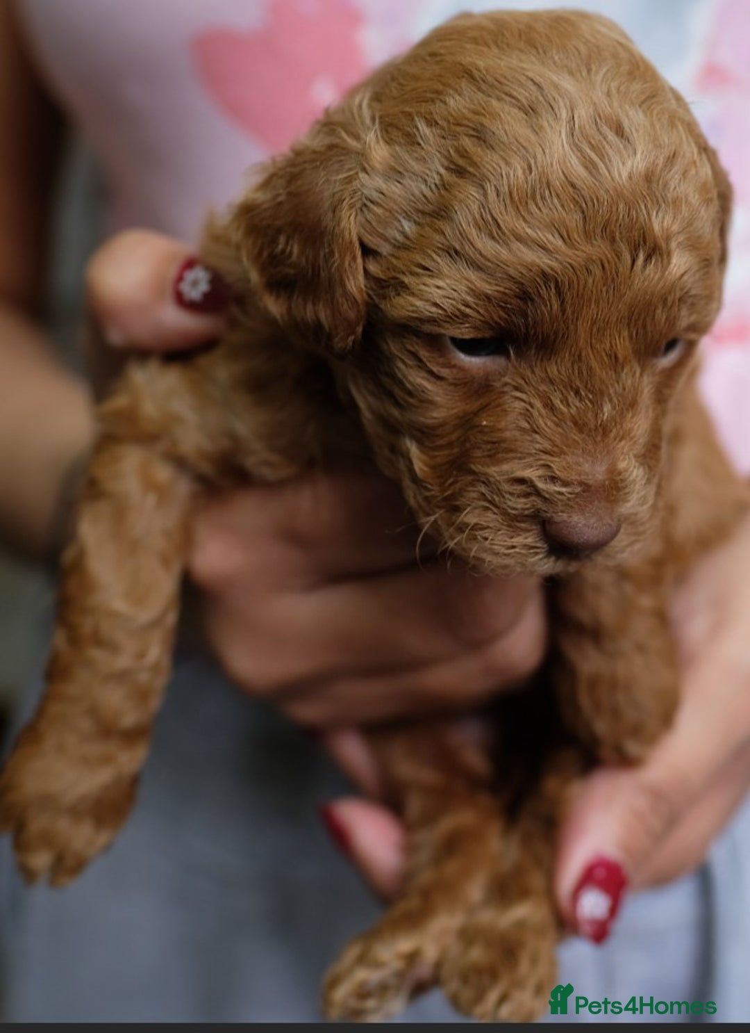 Toy Poodle dogs for sale: Gorgeous KC registered Red Toy Poodle pups - Image 11