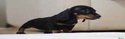 Miniature Dachshund dogs for sale: 🌟Gorgeous Miniature Dachshunds🌟 - Advert 32