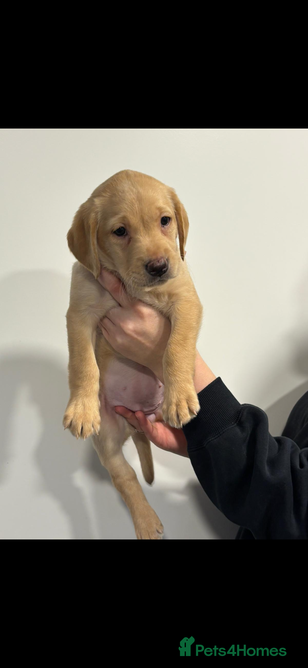 Labrador Retriever dogs KC REGISTERED LABS fox red and cream  - Advert 8